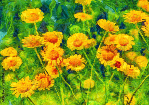фотографія Yellow chamomiles on green meadow