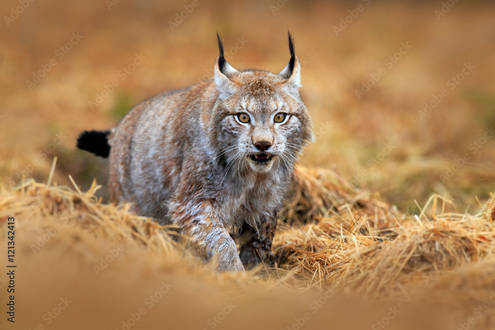 Fototapeta premium Wildlife scene with cat from Europe. Lynx walking in the forest path. Wild cat Lynx in the nature forest habitat. Eurasian Lynx in the forest, hidden in the grass. Cute lynx in the autumn forest.