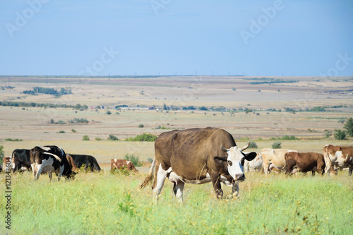 cow and herd in a field on feeding