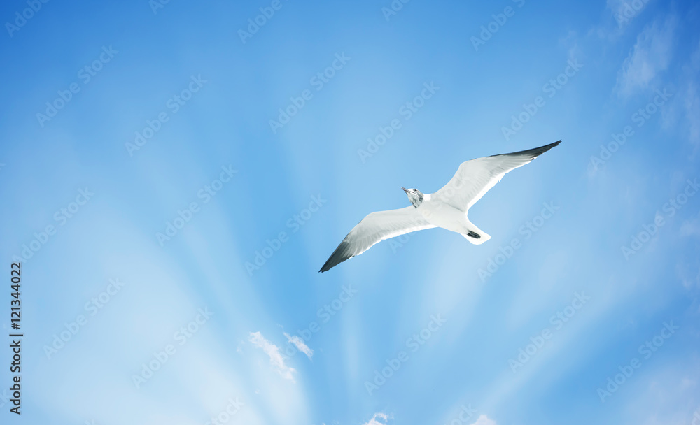 Obraz premium Silver gull or sea gull in blue sky with white clouds