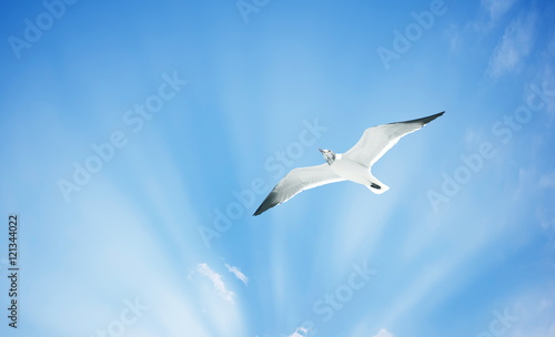 Silver gull or sea gull in blue sky with white clouds