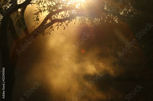 Cloud of dust under the olive tree with Sun rays breaking throught