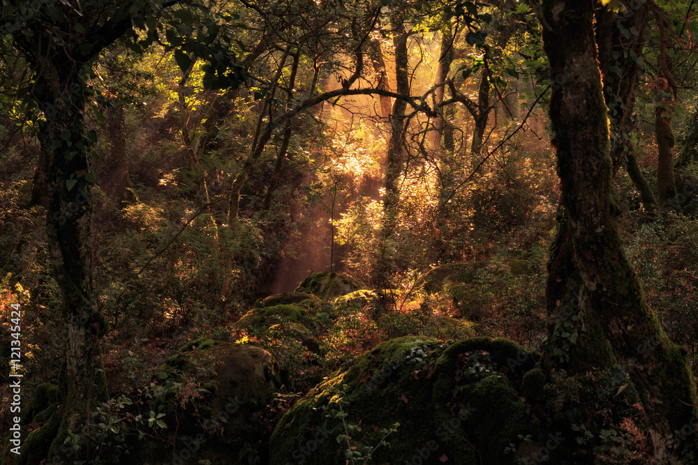 Enchanted Forest. Lovely Autumn Forrest with Sunrays in Sicily, Europe Enchanted Forest. Lovely Autumn Forrest with Sunrays in Sicily, Europe