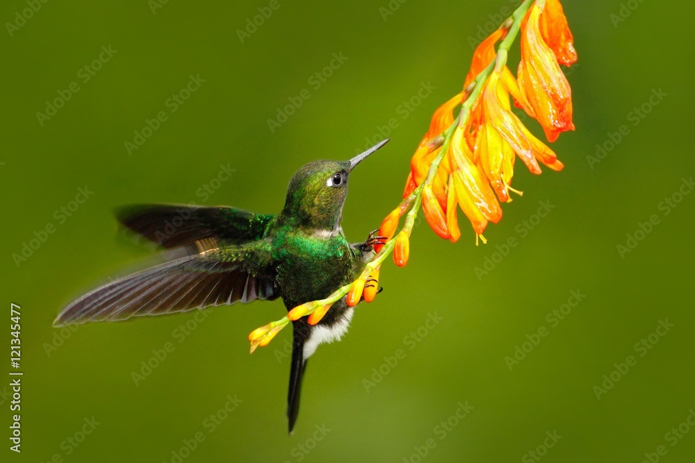 Fototapeta premium Bird with orange flower. Flying hummingbird. Hummingbird in fly. Action scene with hummingbird. Hummingbird Tourmaline Sunangel eating nectar from beautiful yellow flower in tropic Ecuador forest.