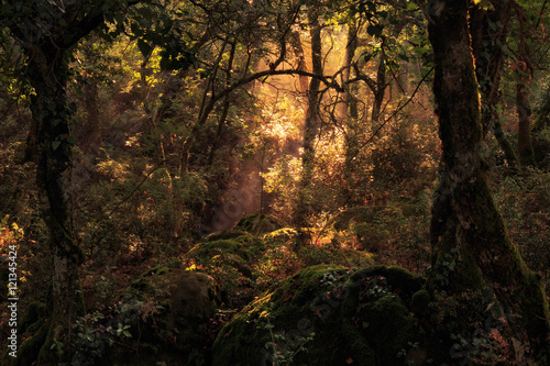 Enchanted Forest. Lovely Autumn Forrest with Sunrays in Sicily  Europe