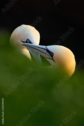 Tablou pe pânză Northern Gannet, detail head portrait with evening sun and dark orange sea in the background, beautiful birds in love, pairs of animals on England, United Kingdom
