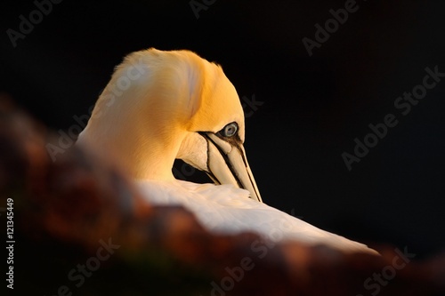 Northern Gannet  detail head portrait with evening sun and dark orange sea in the background  beautiful birds in love  pairs of animals on England  United Kingdom. Detail portrait of pair birds.