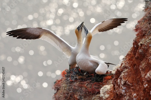 Two gannets. Bird landind to the nest with female sitting on the egs. Wildlife scene from nature. Sea bird on the rock cliff. Coast wildlife with two bird. Northern Gannet. Beautiful birds in love.