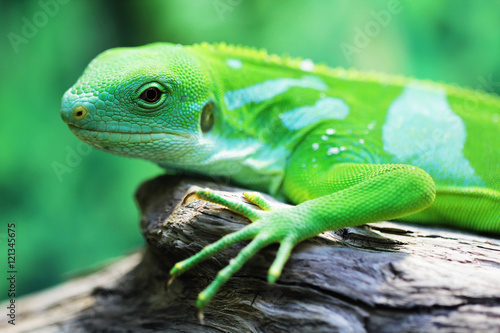 Photo Lizard close up macro animal portrait