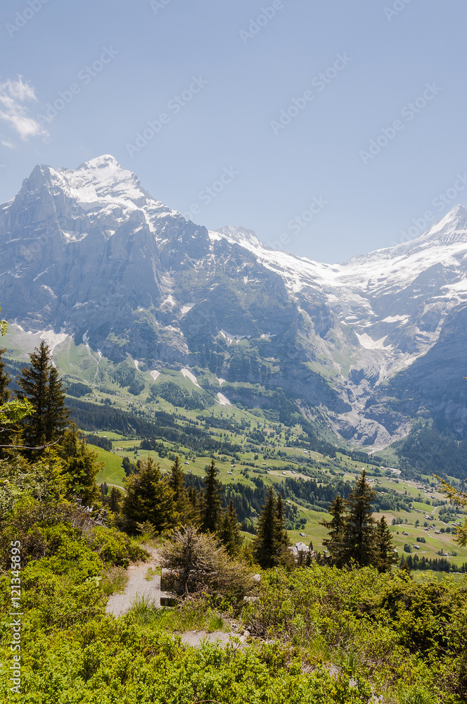 Grindelwald, Dorf, Wetterhorn, Grosse Scheidegg, First, Alpen, Schweizer Berge, Wanderweg, Berner Oberland, Bergblumen, Sommer, Schweiz