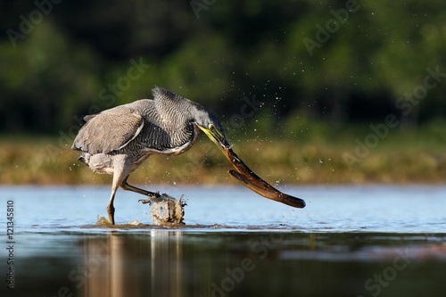 Heron with big fish. Bare-throated Tiger-Heron, Tigrisoma mexicanum, with kill fish. Action wildlife scene from Costa Rica nature. Animal feeding behaviour from tropic march forest. Fish in the bill.  photo