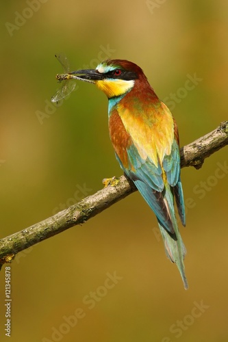 European Bee-eater, Merops apiaster, beautiful bird sitting on the branch with dragonfly in the bill. Action bird scene in the nature habitat, Hungary. Bird with catch dragonfly. Dragonfly in the bill © ondrejprosicky