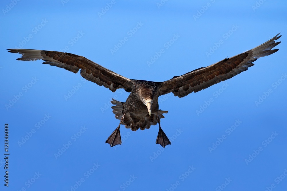 Fototapeta premium Flying bird. Bird in flight. Giant petrel, big sea bird on the sky. Bird in the nature habitat. Sea bird from Sea Lion Island, Falkland Island. Action scene on the sky. Blue sky with flying bird.