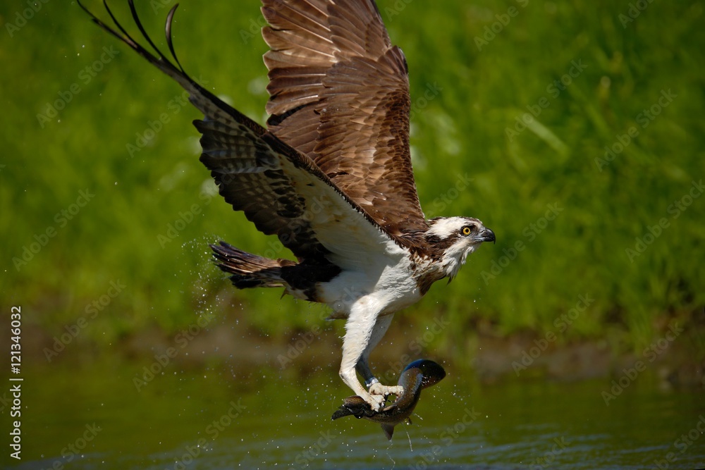 Osprey catching fish. Flying osprey with fish. Action scene with