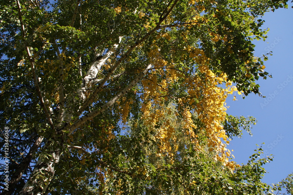 Obraz premium Autumn. Birch.