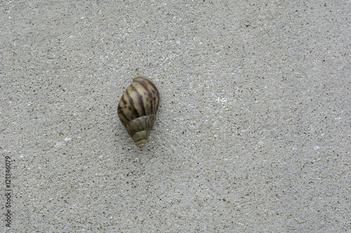 Snail climb the walls .