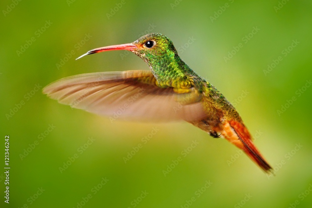 Flying bird, hummingbird Rufous-tailed Hummingbird. Hummingbird with clear green background in Ecuador. Hummingbird in the nature habitat. Bird flying next to beautiful yellow flower in tropic forest.