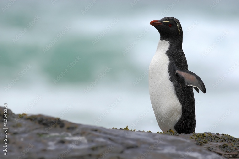 Fototapeta premium Rockhopper penguin, water bird jumps out of the blue water while swimming through the ocean in Falkland. Penguin in the sea. Action water scene with penguin. Antarctica. Penguin on the rock
