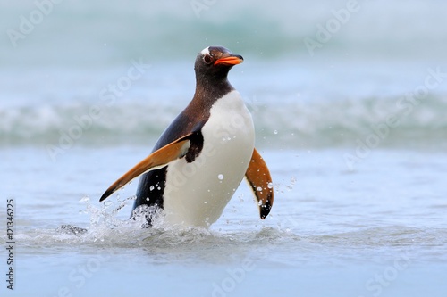 Bird in the blue waves. Gentoo penguin, water bird jumps out of the blue water while swimming through the ocean in Falkland Island. Penguin in the sea. Action water scene with penguin. Antarctica.