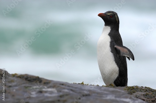 Rockhopper penguin, water bird jumps out of the blue water while swimming through the ocean in Falkland. Penguin in the sea. Action water scene with penguin. Antarctica. Penguin on the rock