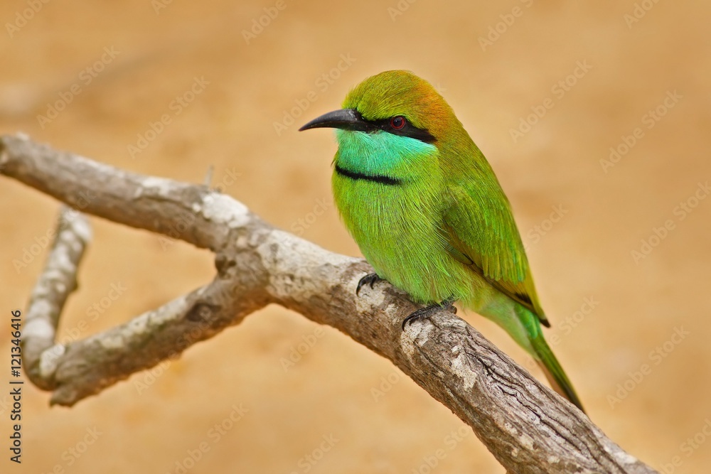 Beautiful bird from Sri Lanka. Little Green Bee-eater, Merops orientalis, exotic green and yellow rare bird from India. Coloured Bee-eater sitting on the branch. Bird from Asia.