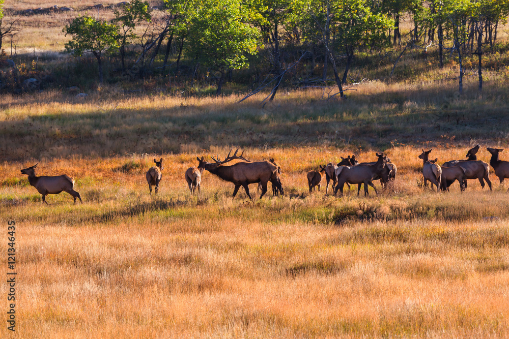 Naklejka premium Elk