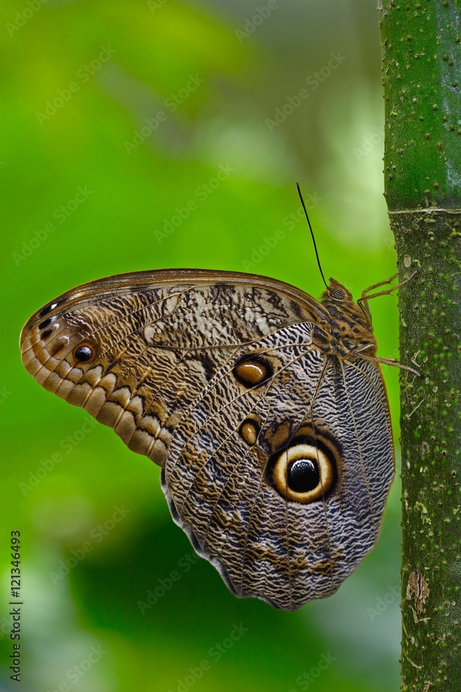 Butterfly in the green forest. Beautiful butterfly Blue Morpho, Morpho peleides, in habitat, with dark forest, green vegetation, Costa Rica. Sitting on the three. Butterfly in the green forest. Beautiful butterfly Blue Morpho, Morpho peleides, in habitat, with dark forest, green vegetation, Costa Rica. Sitting on the three.