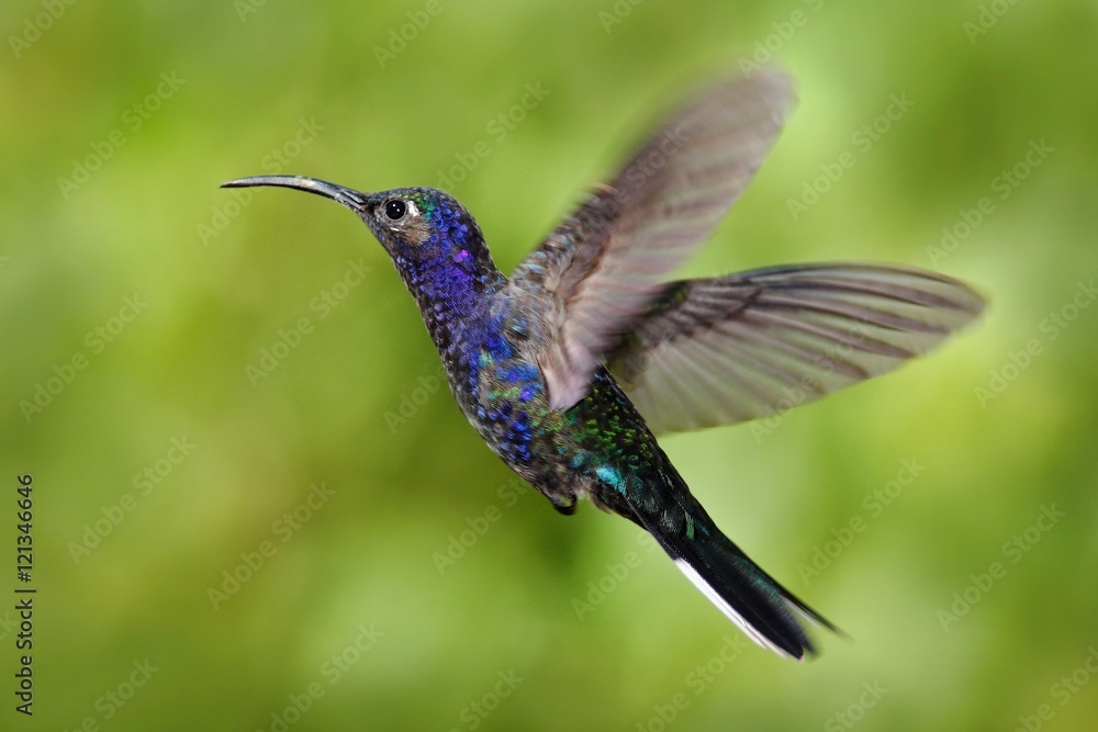 Fototapeta premium Flying big blue bird Violet Sabrewing with blurred green background. Hummingbird in fly. Flying hummingbird. Action wildlife scene from nature. Hummingbird from Nicaragua in tropic forest.