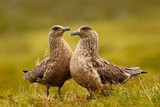 Two birds in the grass habitat with evening light. Brown skua, Catharacta antarctica, water bird sitting in the autumn grass, Norway. Pair of Skua in the nature habitat. Wildlife scene with two birds