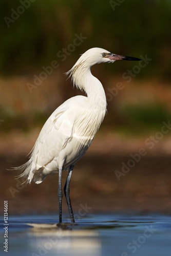 Reddish Egret, Egretta rufescens, rare heron, white form. Bird in the water with first morning sun light. Heron in the water, early morning scene, Florida USA Nature with bird. Heron hunting in water.