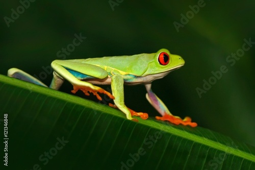 Red-eyed Tree Frog, Agalychnis callidryas, animal with big red eyes, in the nature habitat, Costa Rica. Beautiful exotic animal from central America. Frog in the nature. Beautiful frog in forest.