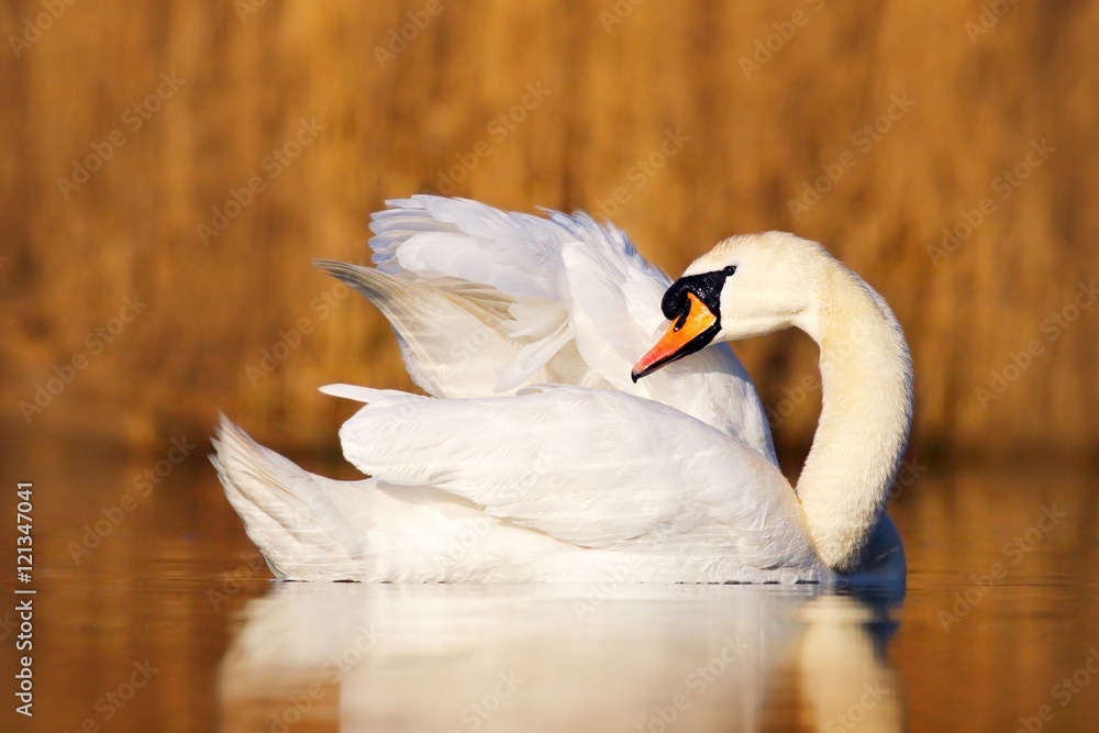 Obraz premium Swan in the nature habitat. mute swan, Cygnus olor, cleanig plumage in the water. Bird on the lake. Brow grass in the background. White animal in the water. Swan from Europe, Czech republic