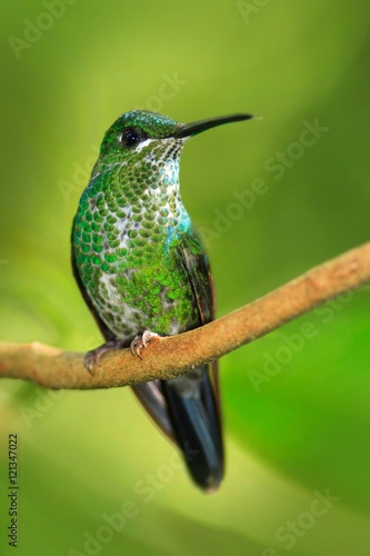 Female of hummingbird Green-crowned Brilliant, Heliodoxa jacula, RBBN Monteverde Costa Rica. Green bird in the tropic forest. photo