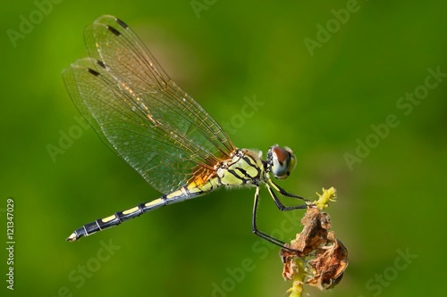 Dragonfly from Sri Lanka. Dancing dropwing, Trithemis pallidinervis, sitting on the green leaves. Beautiful dragon fly in the nature habitat. Nice insect from Asia. Summer day in the nature.
