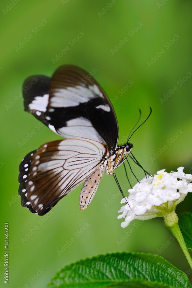Fototapeta premium African Swallowtail butterfly, Papilio dordanus, sitting on the white flower. Insect in the dark tropic forest, nature habitat. Wildlife scene from nature. Butterfly from Uganda