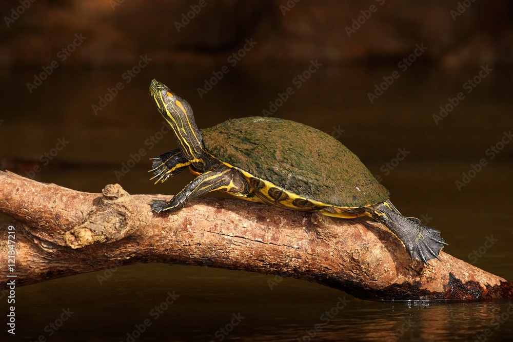 Fototapeta premium Beautiful turtle in the river. Red-eared slider, Trachemys scriptta. Tortoise in the nature river habitat. Tortoise sitting on the tree trunk in the brown river. Tortoise from Costa Rica National park