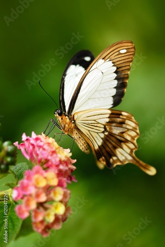 African Swallowtail butterfly, Papilio dordanus, sitting on the white flower. Insect in the dark tropic forest, nature habitat. Wildlife scene from nature. Butterfly from Uganda