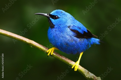 Shining Honeycreeper, Cyanerpes lucidus, exotic tropic blue tanager with yellow leg, Costa Rica. Blue songbird in the nature habitat. Beautiful blue exotic tropic blue bird with yellow leg, Panama  © ondrejprosicky