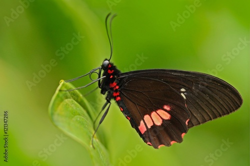 Common Mormon, Papilio polytes, beautiful butterfly from Costa Rica and Panama. Beautiful butterfly in nature green forest habitat. Wildlife scene with insect from tropic forest. Butterfly sitting.