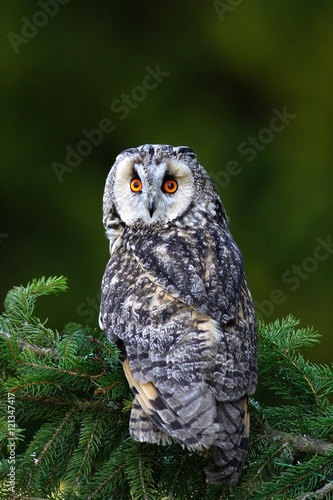 Owl in the forest. Long-eared Owl sitting on the branch in the spruce larch forest during autumn. Nice bird in the nature habitat. Owl sitting on the tree. Animal from France 