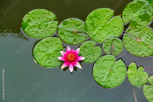 water lily