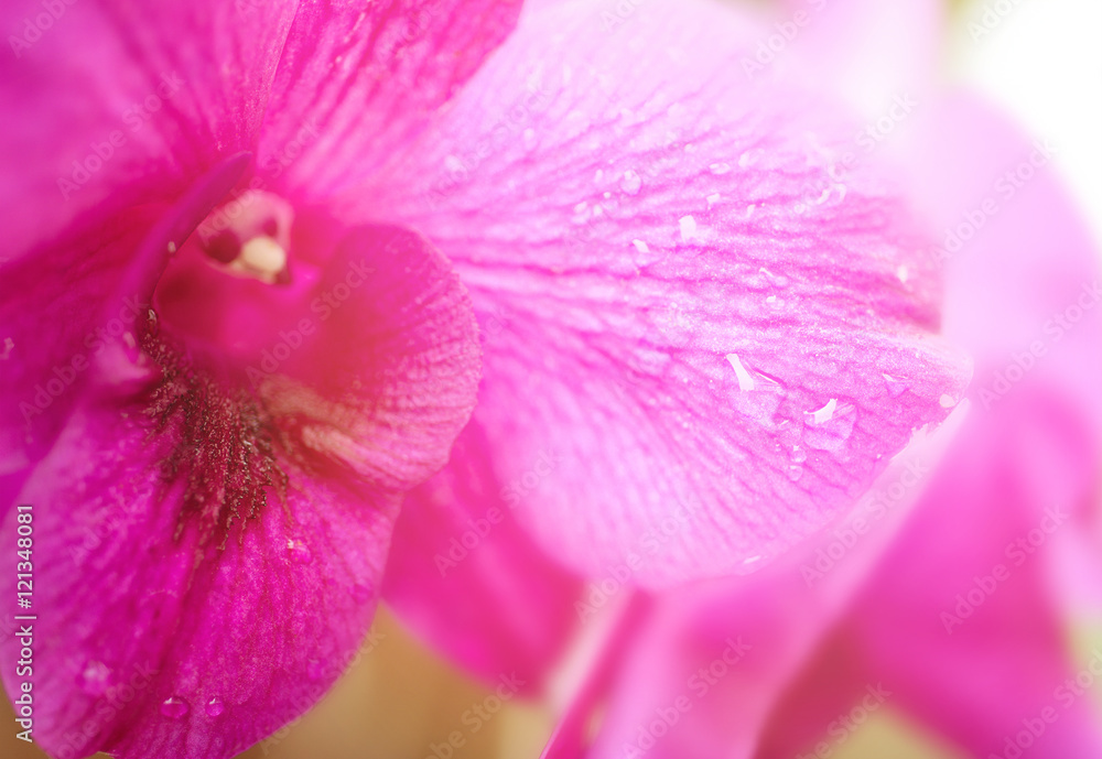 Close-up of a pink orchid with water-drop, selective focus, copy space, use for background