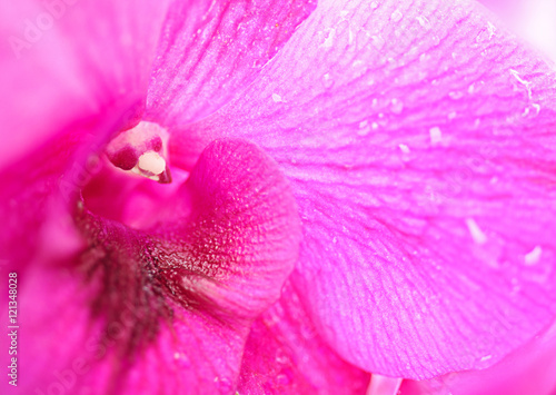 Fototapeta Naklejka Na Ścianę i Meble -  Close-up of a pink orchid with water-drop, selective focus, copy space, use for background