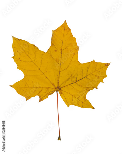 Wallpaper Mural Autumn leaf Torontodigital.ca