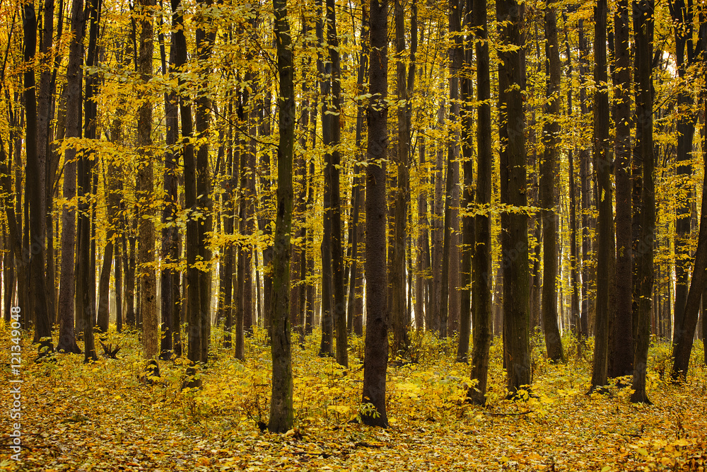 Fototapeta premium Autumn forest and a footpath