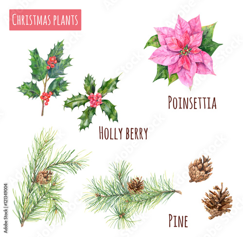 Collection of Christmas plants: pine branches and cones, holly berry and poinsettia on white background, hand draw watercolor painting, botanical illustration, vintage