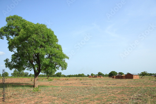Photography Shea tree and houses,  Kukua Ghana
