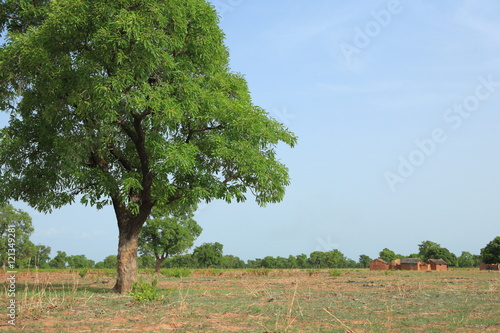 Shea tree and houses,  Kukua Ghana