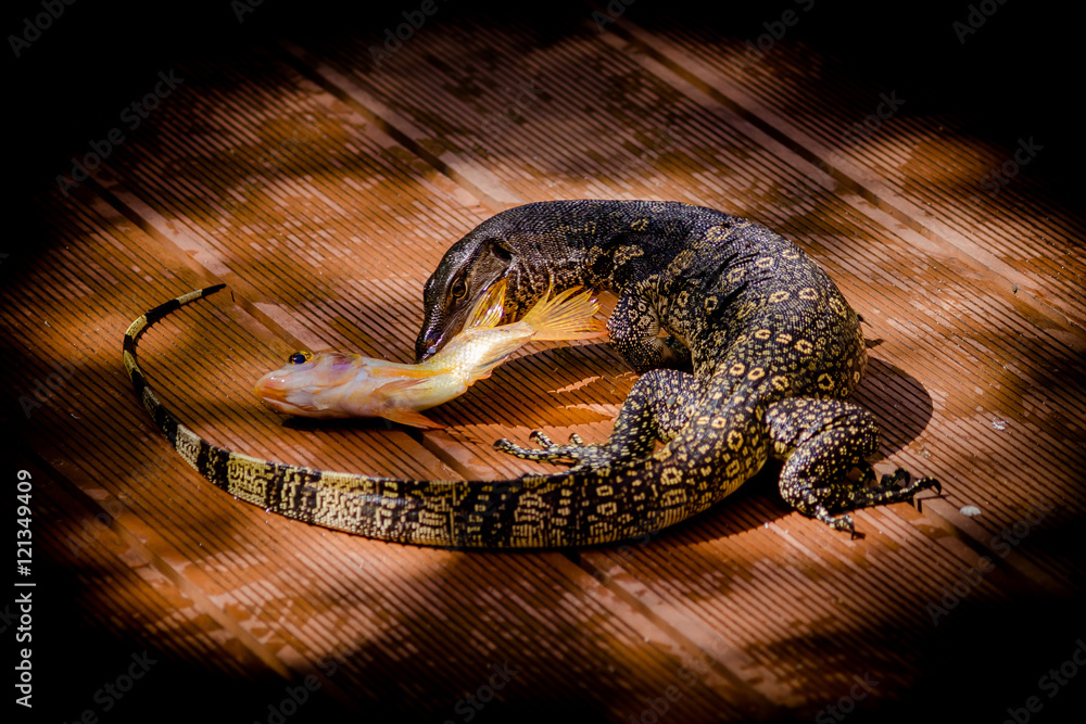 Hunting monitor lizzard