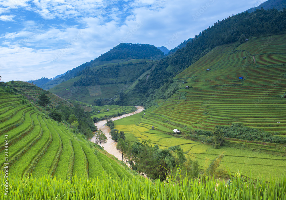 Terraced rice field in rice season in Vietnam